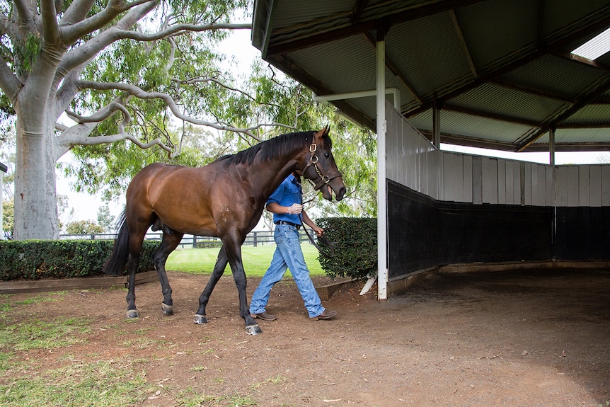 The coronavirus pandemic could have an impact in thoroughbred breeding barns across Australia.