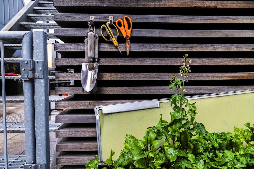 Gardening tools such as scissors and a spade on wooden slats above a growing herb.