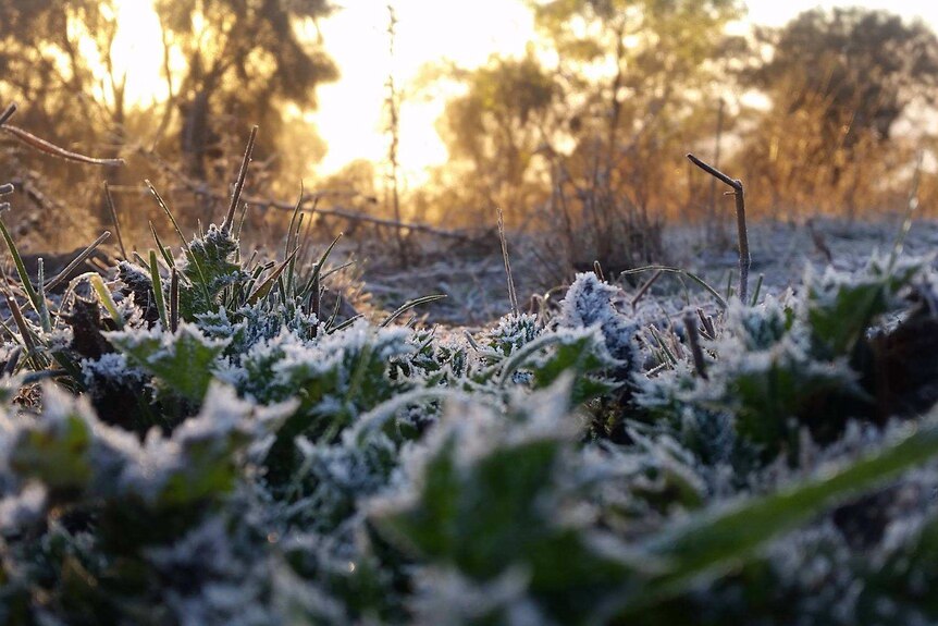 Morning frost on green shrubbery