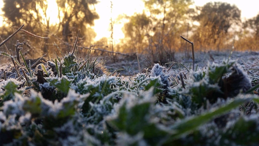 Morning frost on Red Hill, Canberra. June 2017