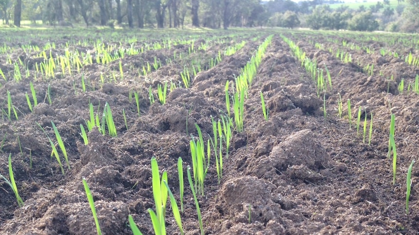 A line of green sprouting oat crops