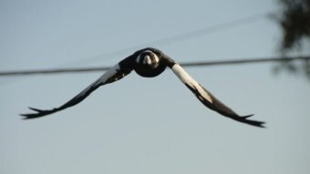 Magpie swoops