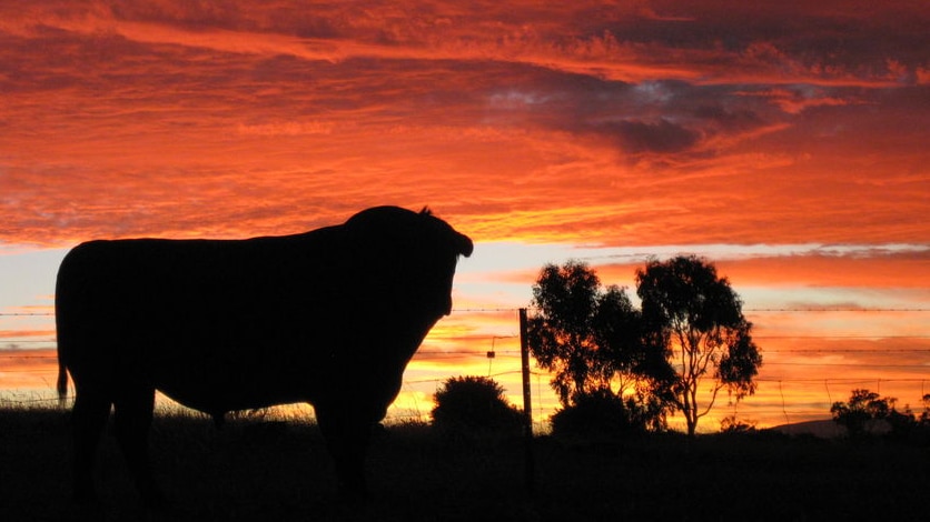 A bull stands in a field at sunset