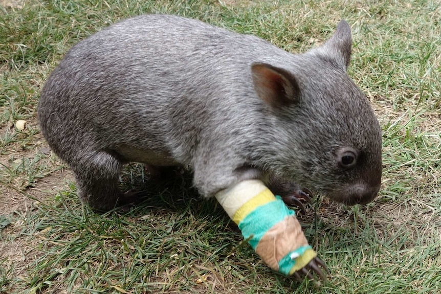 Wombat with injured leg found near road.