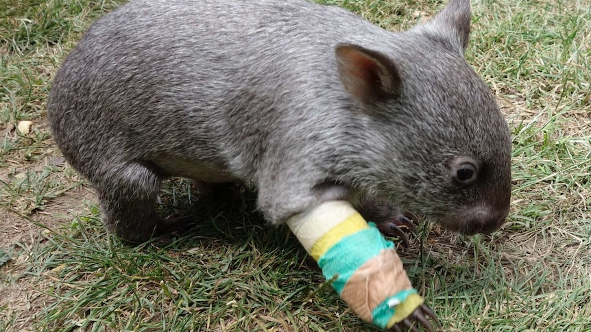 Wombat with injured leg found near road.