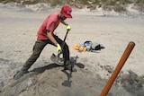 Dr Milo Barham digging for mineral samples on a south coast beach