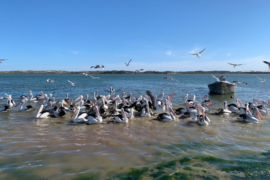 A flock of pelicans on the water of the Coorong with blue skies in the background