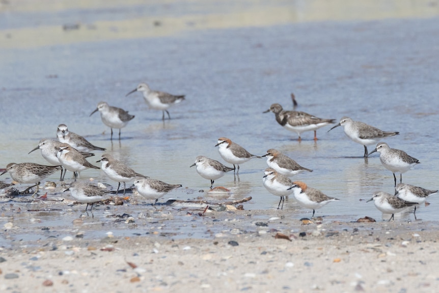 A group of about 20 small white and grey birds wade along the shore of a beach.