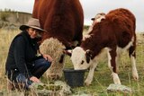 Sheep farmer Marian McGann feeding a baby cow and a bull.