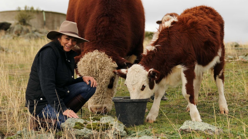 Sheep farmer Marian McGann feeding a baby cow and a bull.