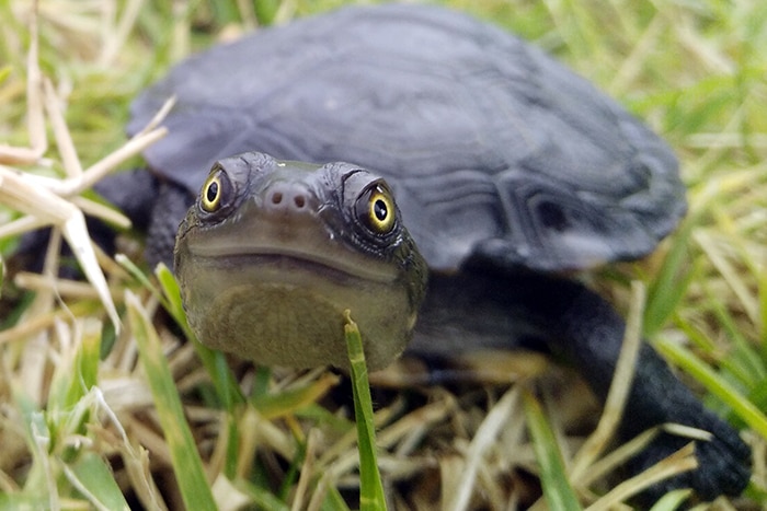 An eastern long-necked turtle.