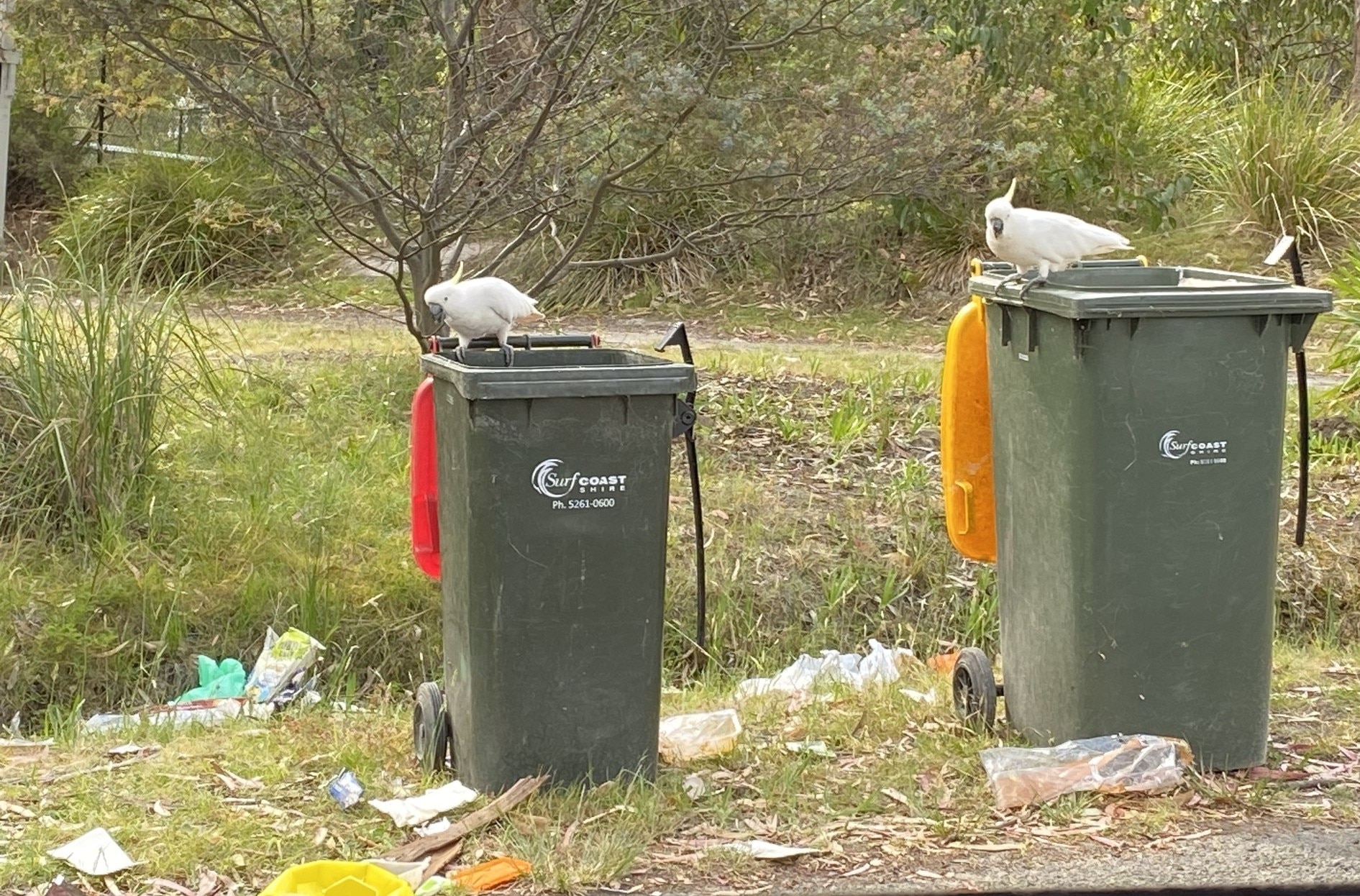 Two cockatoos sit on open wheelie bins on a grassy footpath with rubbish strewn on the ground around them.