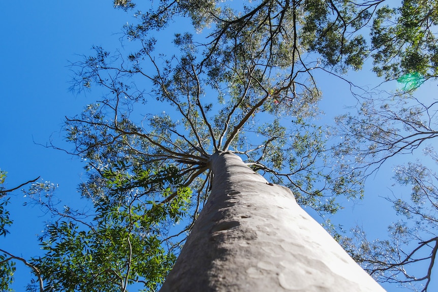 A tall gum tree, as seen from its base.