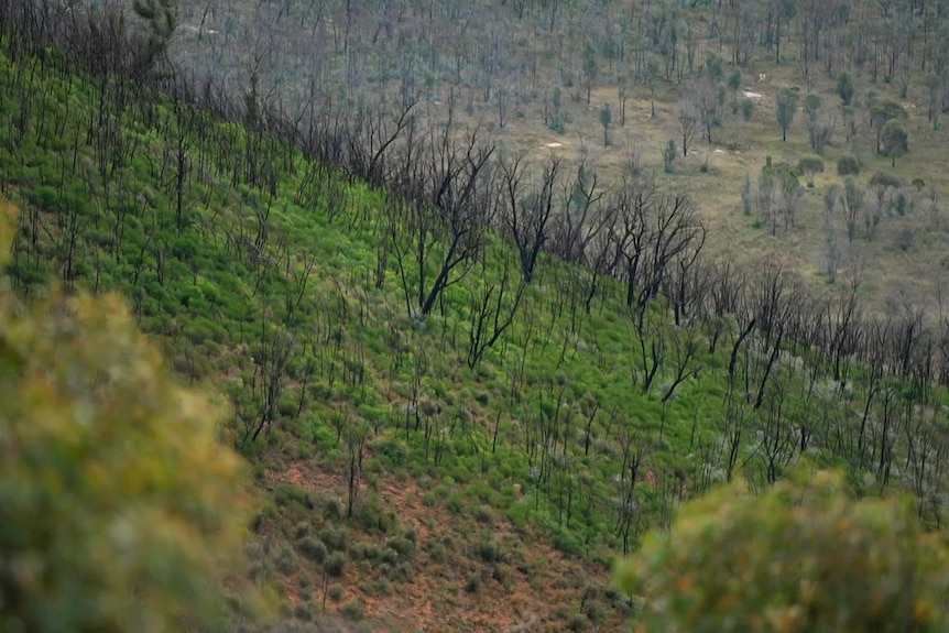 Namadgi National Park