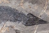 A fossil of a marine reptile is imprinted on a rocky surface.
