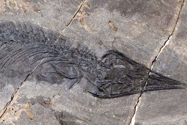 A fossil of a marine reptile is imprinted on a rocky surface.