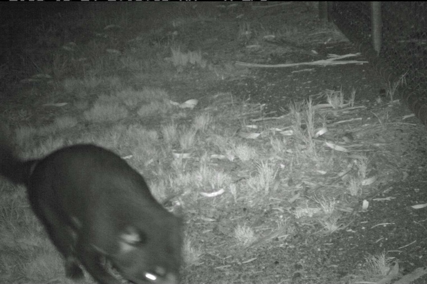 Tasmanian devil on motion sensor camera at Hobart airport