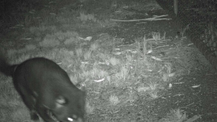 Tasmanian devil on motion sensor camera at Hobart airport