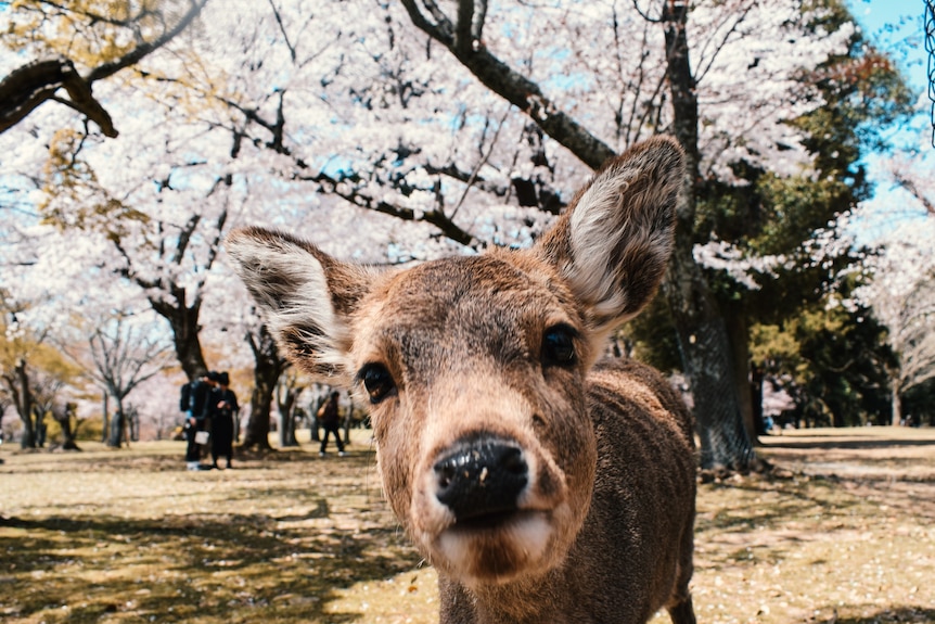 A deer faces the camera while in a park with pink cherry blossoms