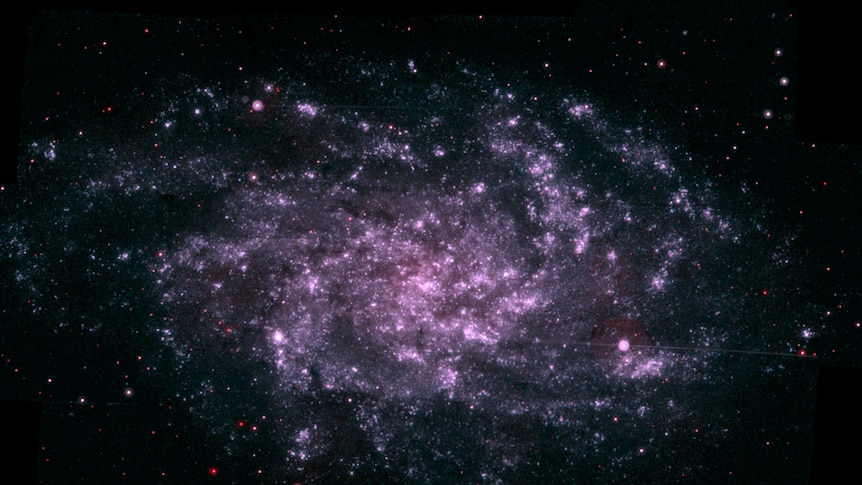 The triangulum galaxy is made up of purple stars arranged in a very rough spiral