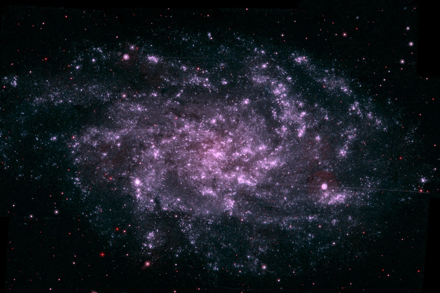 The triangulum galaxy is made up of purple stars arranged in a very rough spiral