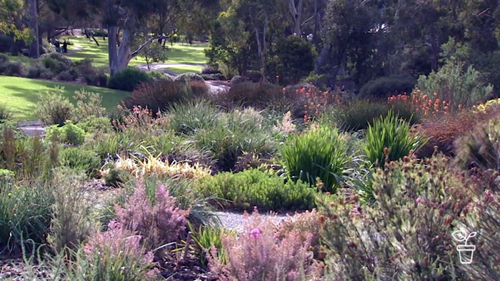 Garden with large eucalypts trees in background and colourful grasses and flowering plants in foreground