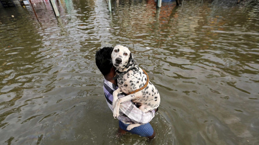 A man carries a dog as he wades through a flooded street in Chennai, India