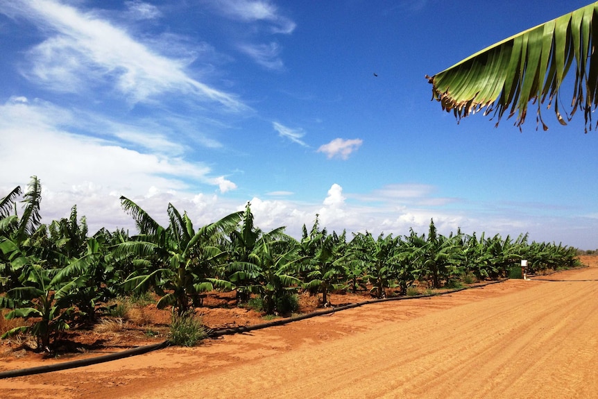 Young banana crops have suffered in the heat