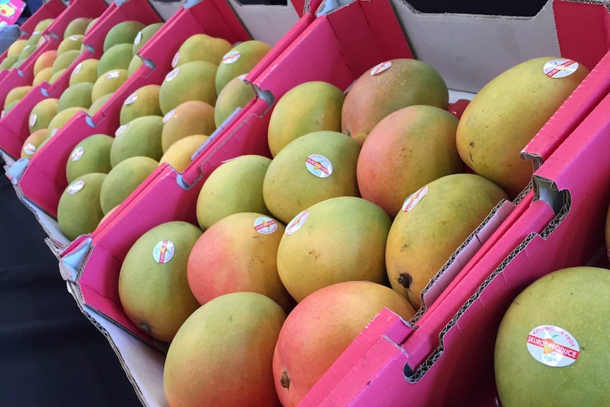 The first mangoes of the season