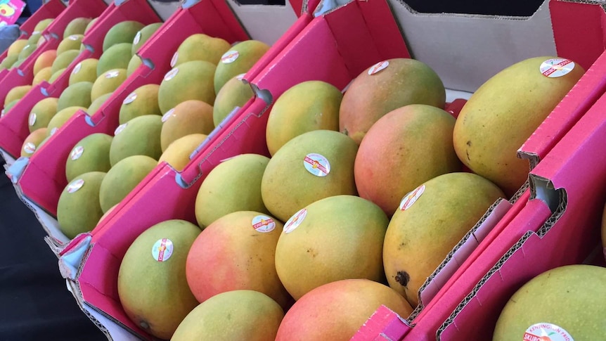 The first mangoes of the season