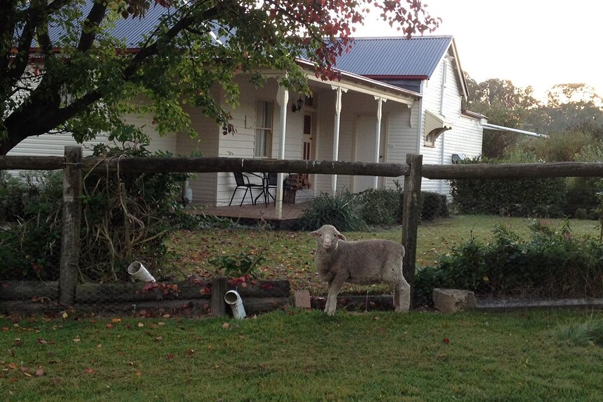 Oakhurst Farm Stay Cottage sits on a working sheep farm