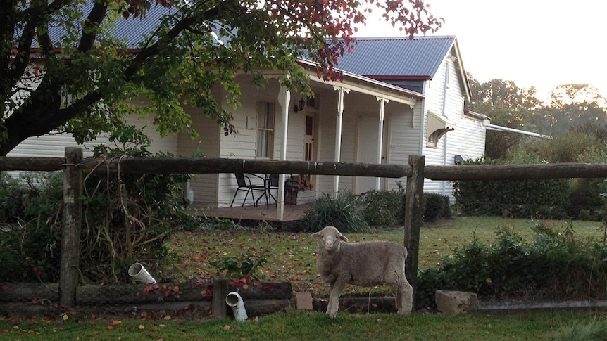 Oakhurst Farm Stay Cottage sits on a working sheep farm