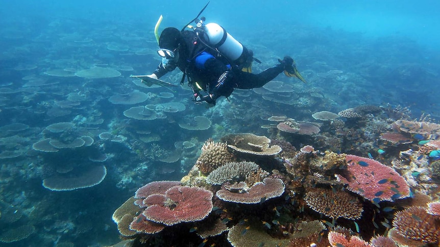 Great Barrier Reef: Survey off Townsville finds increase in coral ...