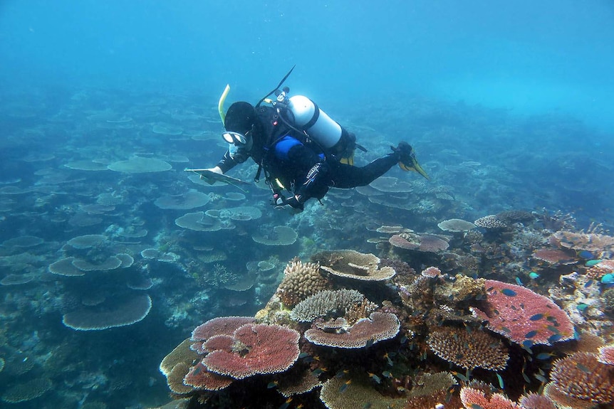 Diver over a healthy coral reef