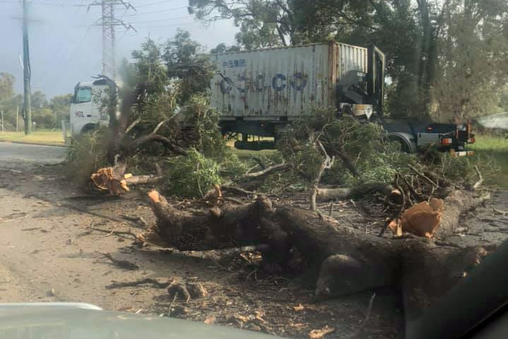 A large tree sits on the road in front of a large truck.