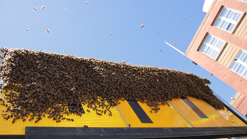 Bees swarm on a street sign