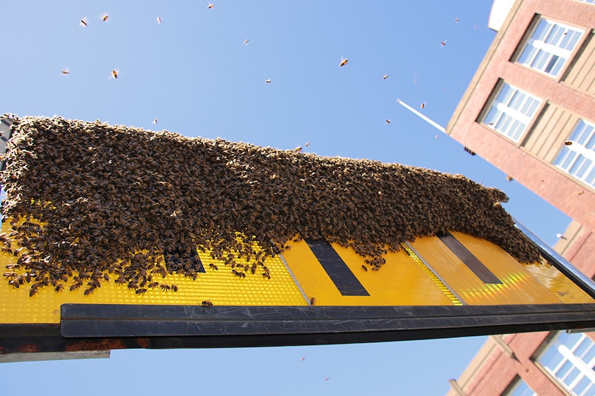 Bees swarm on a street sign