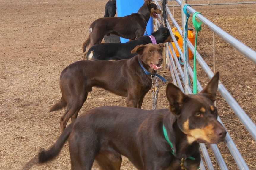 A group of working dogs.