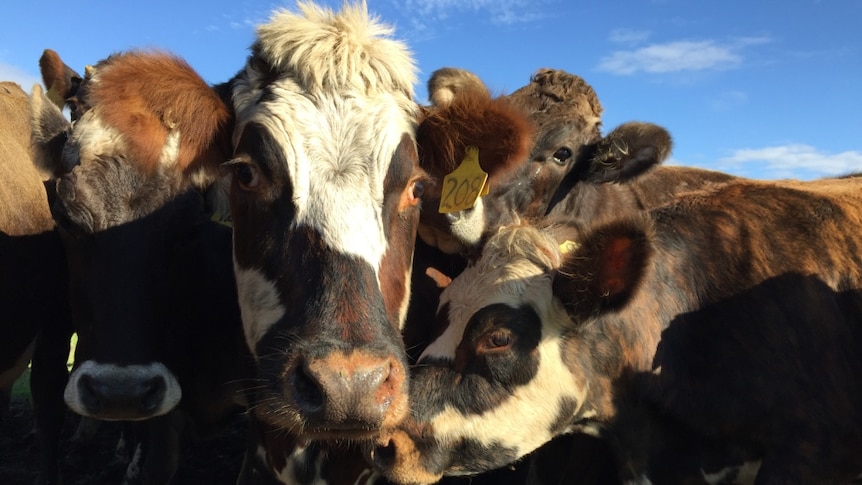 Herd of South Australian dairy cows