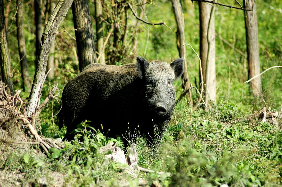 Kangaroo Island declared feral pig-free after more than two centuries