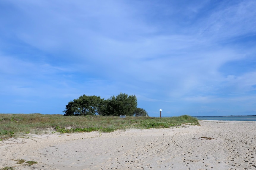 A patch of green grass, with a large bush, surrounding by sand. 