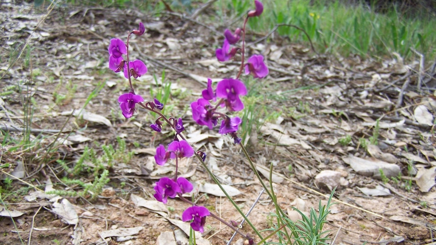 The small purple pea is an endangered native species.