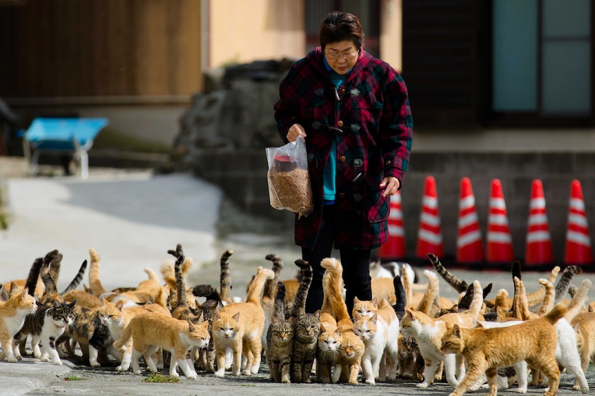 Cat tourism: Japan island swarm
