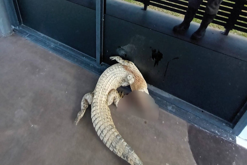 A dead crocodile in front of a government sign and gate 
