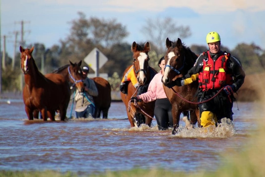 People hold horses on leads and walk them through knee-deep water.