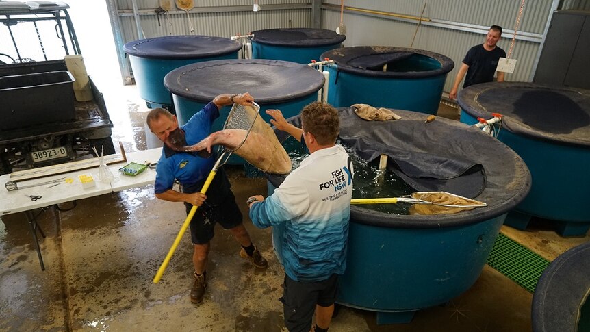 Researchers man handle a large native fish into tanks at the Narrandera Fisheries Centre.