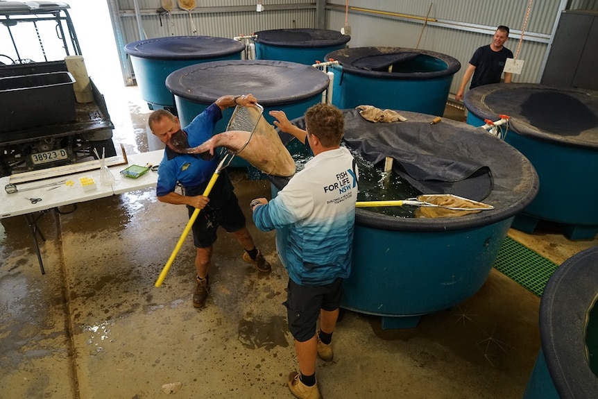 Researchers man handle a large native fish into tanks at the Narrandera Fisheries Centre.