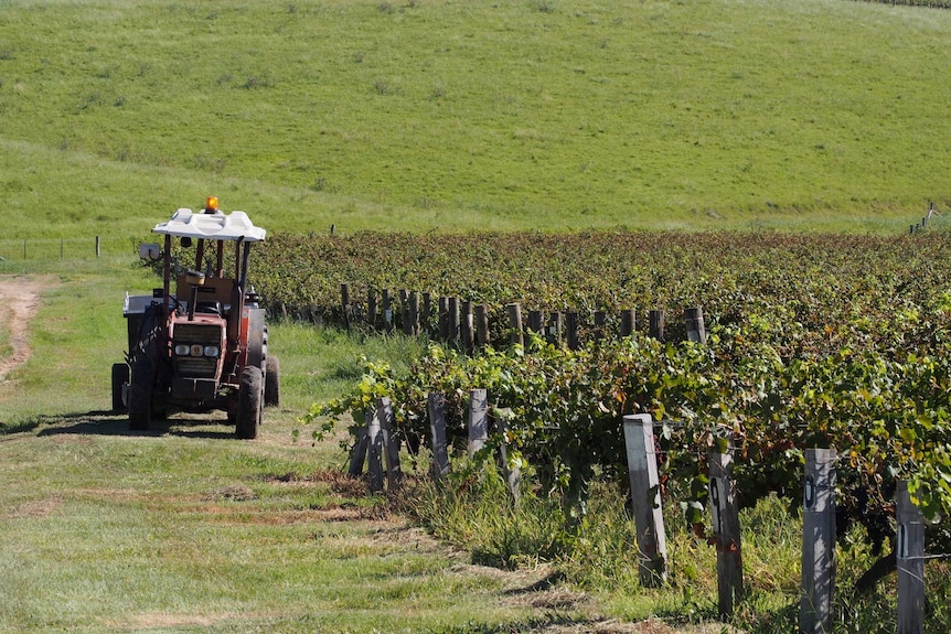 A tractor on Tyrrell's Wines vineyard in Pokolbin in the NSW Hunter Valley.