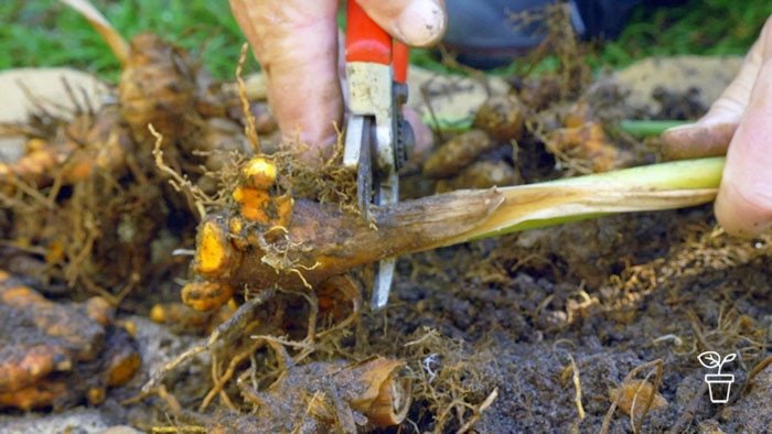 Red-handled secatuers cutting root section off tumeric plant