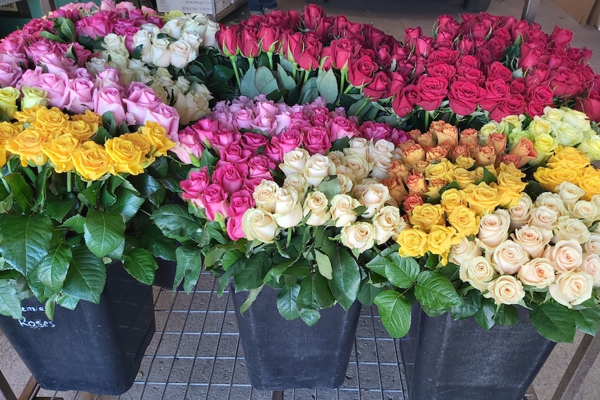 Several buckets of roses in shades of pink, red and yellow.